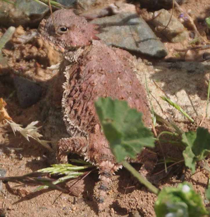 horned toad